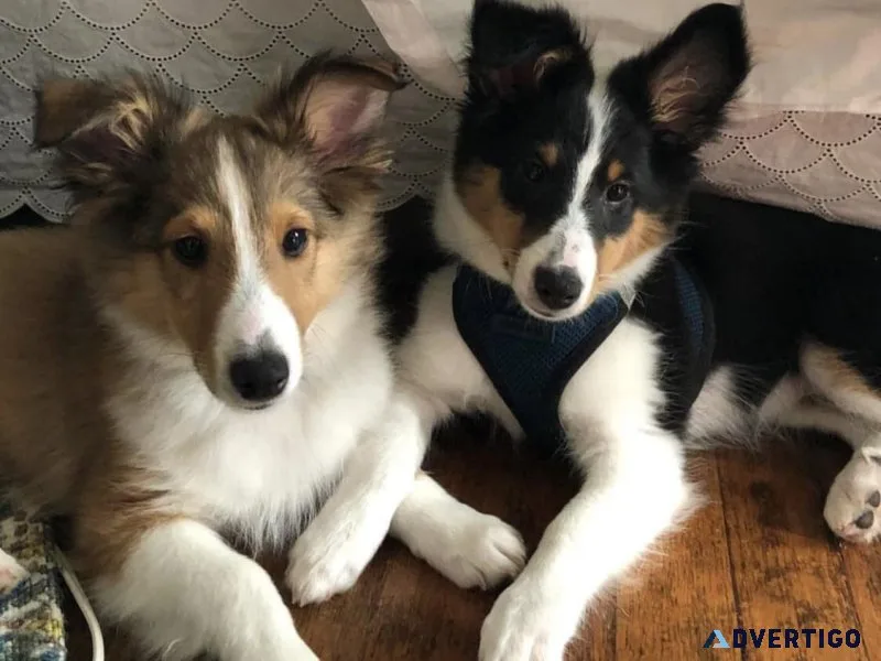 Adorable sheltie puppies
