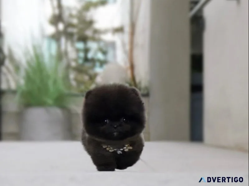 Purebred teacup pomeranian black