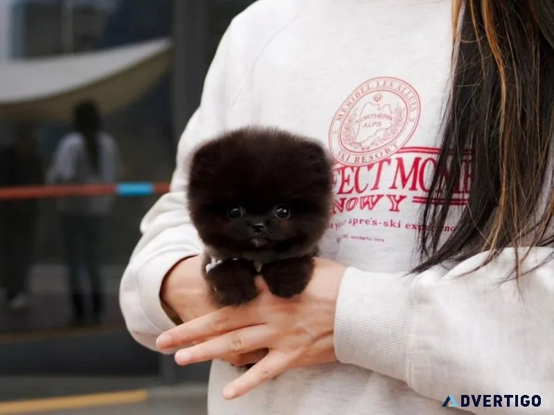Teacup pomeranian black