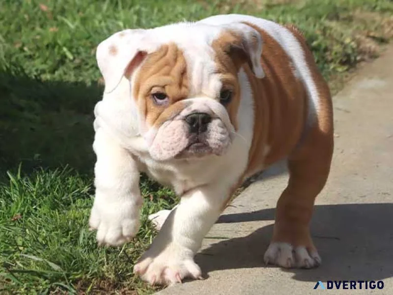 English bulldog puppies available for adoption