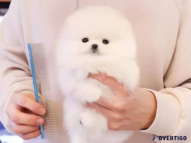 Purebred teacup pomeranian puppy male available