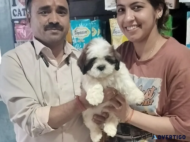 Poodle puppies for sale mumbai with best price