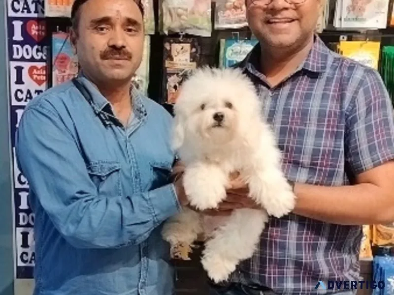 Buy purebred puppies & dogs for sale thane