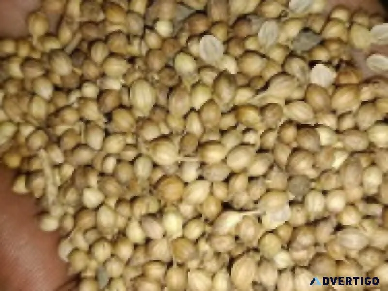 Premium coriander seed from india | indian coriander