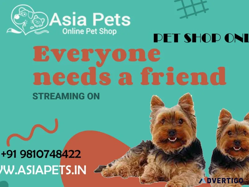 Bichon frise for sale mumbai