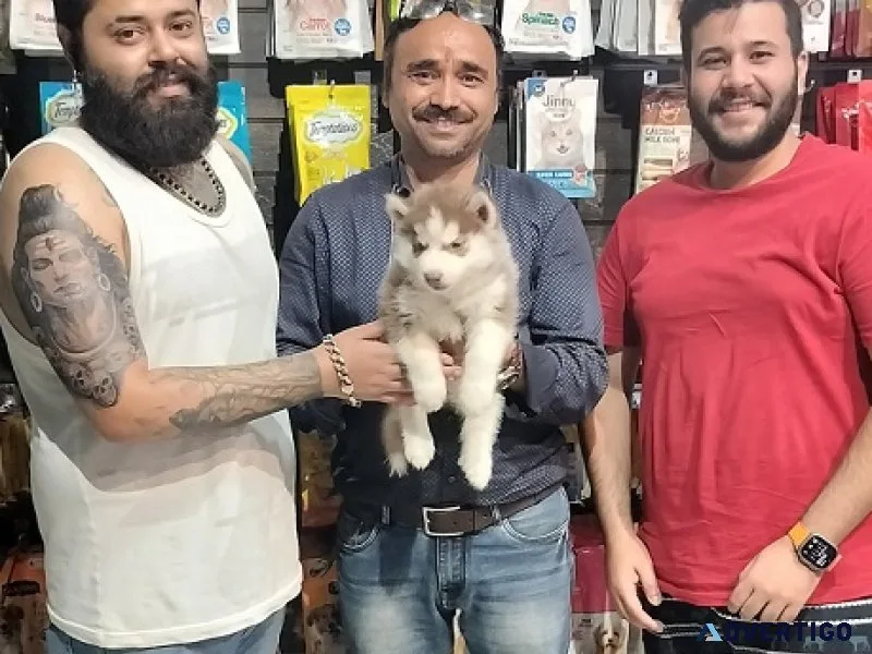 Dog for sale in delhi: the best place to find your companion