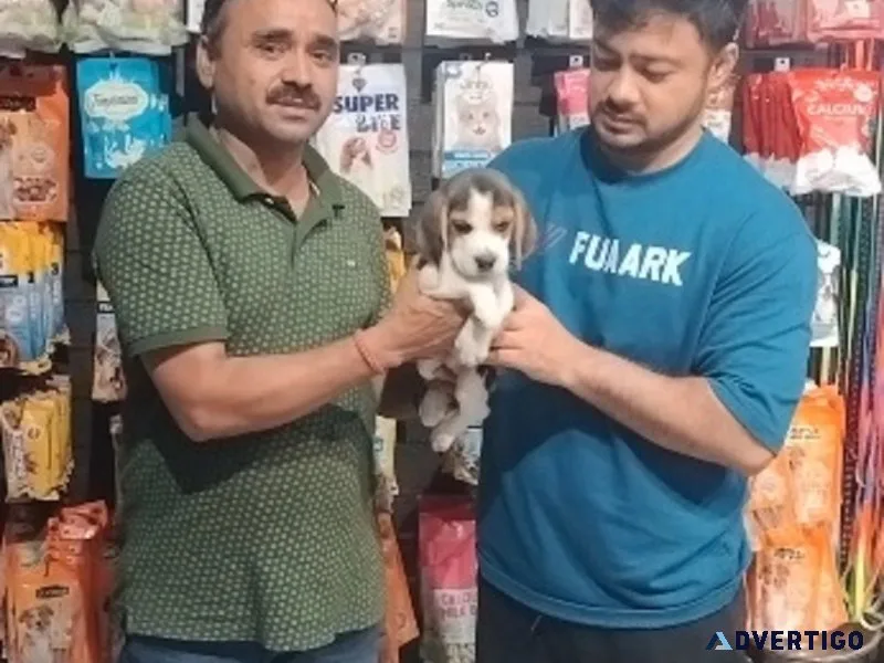 Dog for sale in mumbai: the best place to find your companion