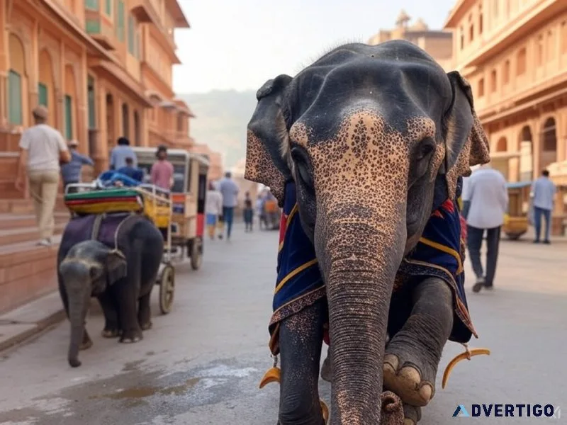 Best photo spots for amber fort elephant ride