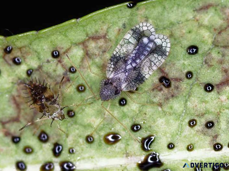 Lace bug treatment – protect your trees today