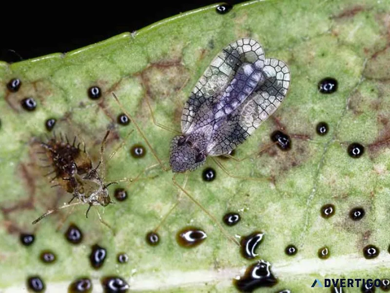 Lace bug treatment – protect your trees today