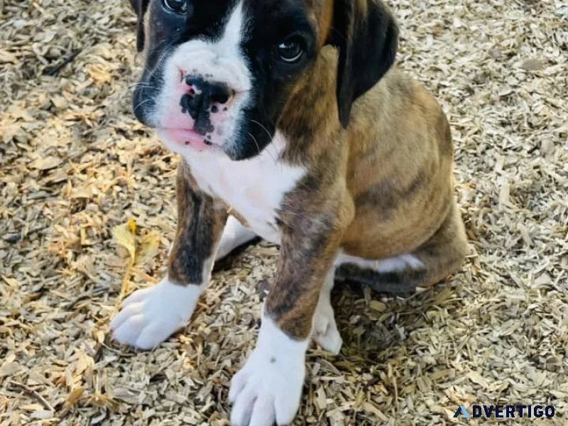 Mariella is an adorable puppy who can t wait to meet you she is