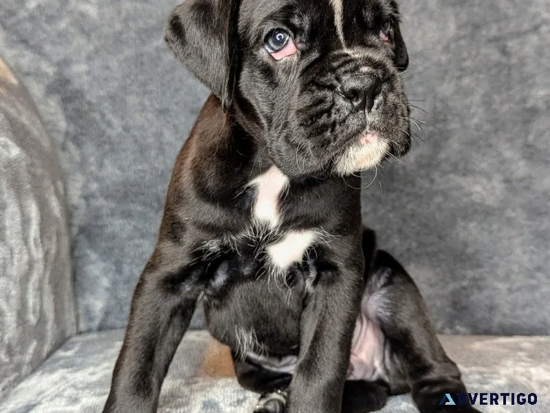 Charming new year gift a male and a female boxer puppies for you