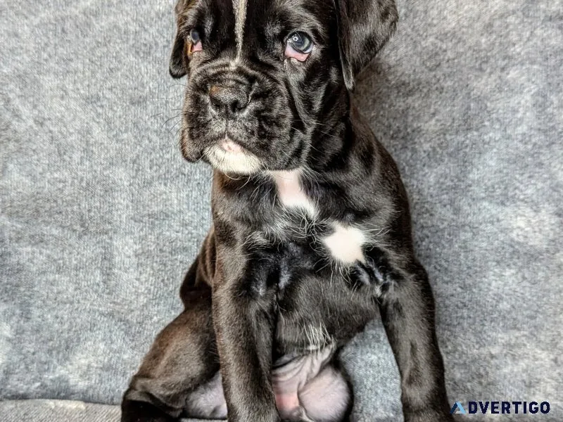 Lovely and cute boxer puppies