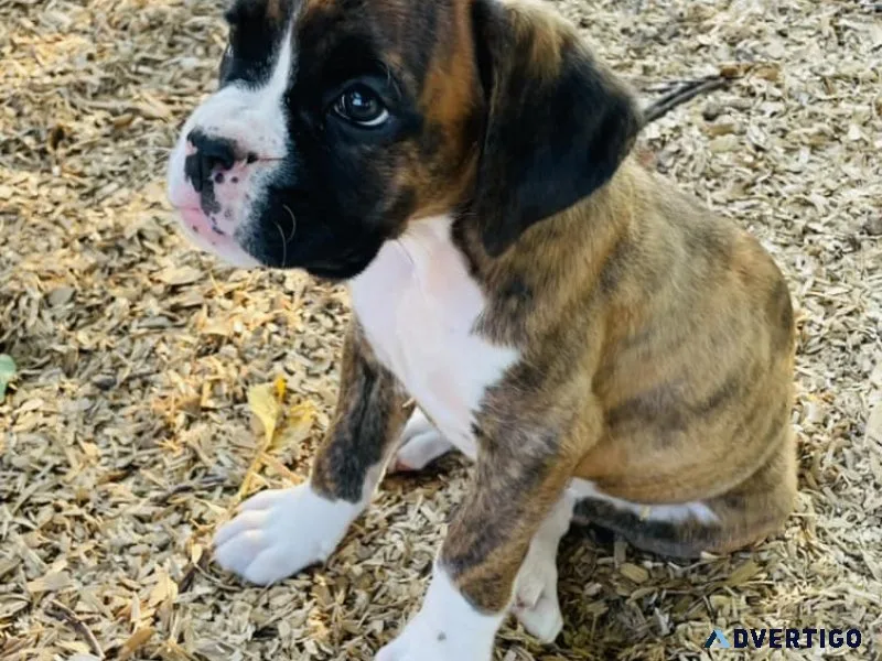 I m tabbie, boxer