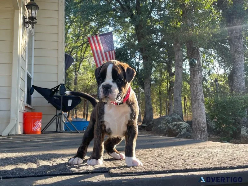 Ckc boxer puppies for sale