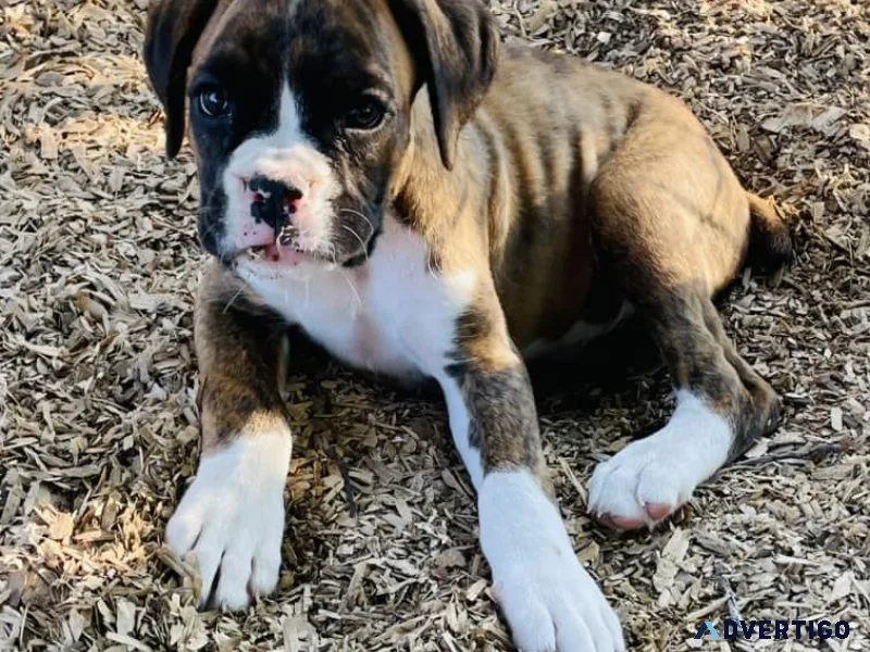 Meet helena, the spirited and affectionate boxer who’s ready to