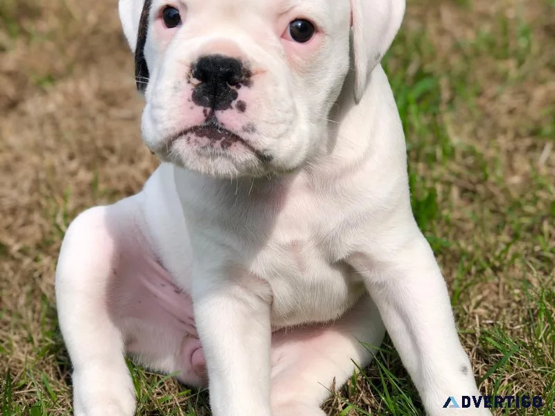 Pedigree reg boxer puppies