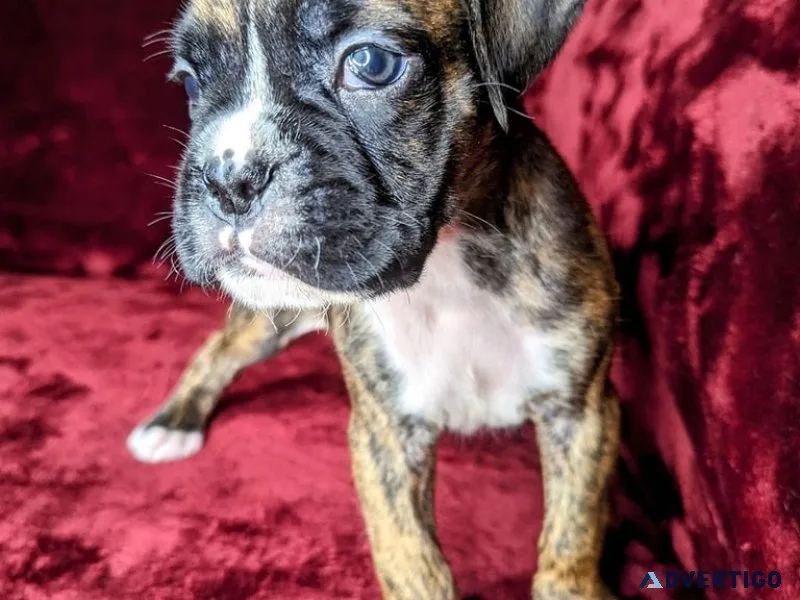2 beautiful baby boxer girls left 