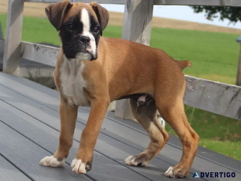 Beautiful baby boxer puppies