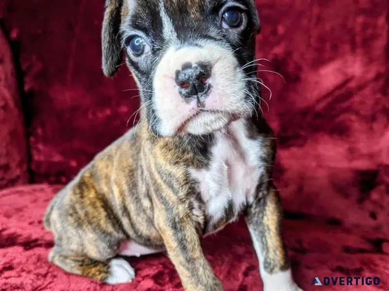 Boxer puppy for adoption