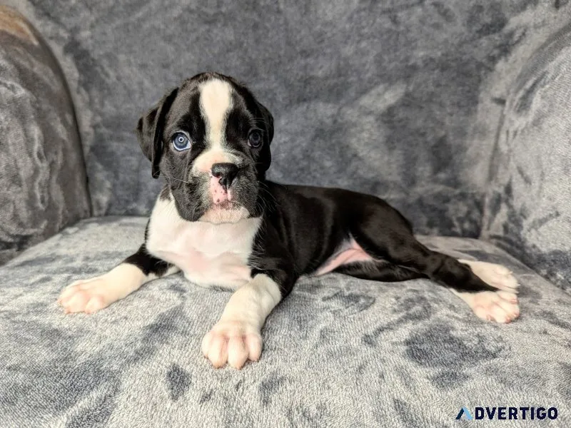 Charming boxer puppies
