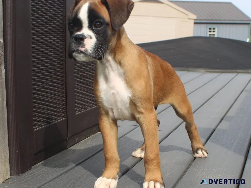 0 heart, dm, arvc, sdma and usg boxer pups