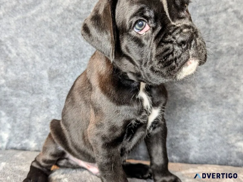Beautiful boxer puppies for sale