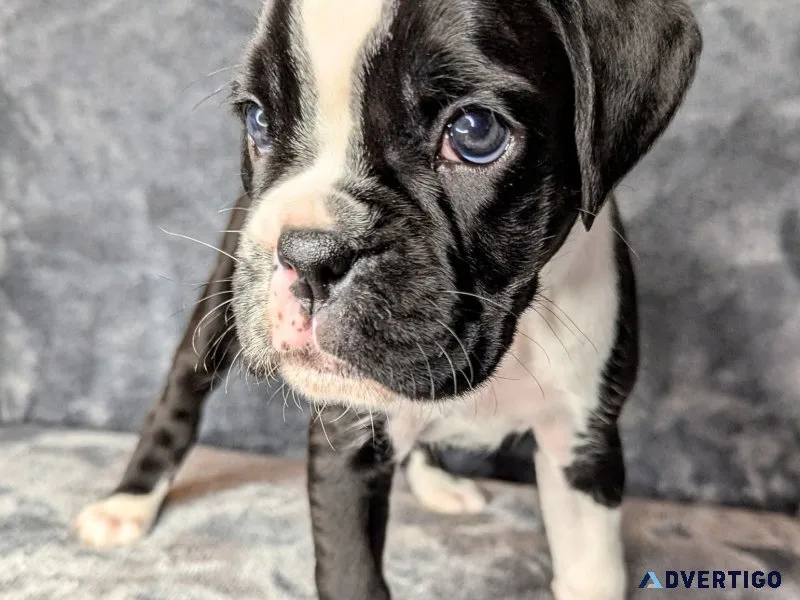 Absolutely stunning boxer puppies available for