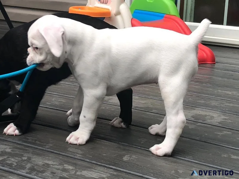 Akc boxer puppies