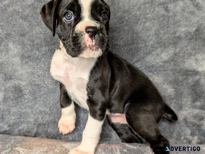 Beautiful boxer puppies going now