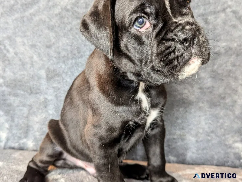 Cute adorable akc registered boxer puppies available