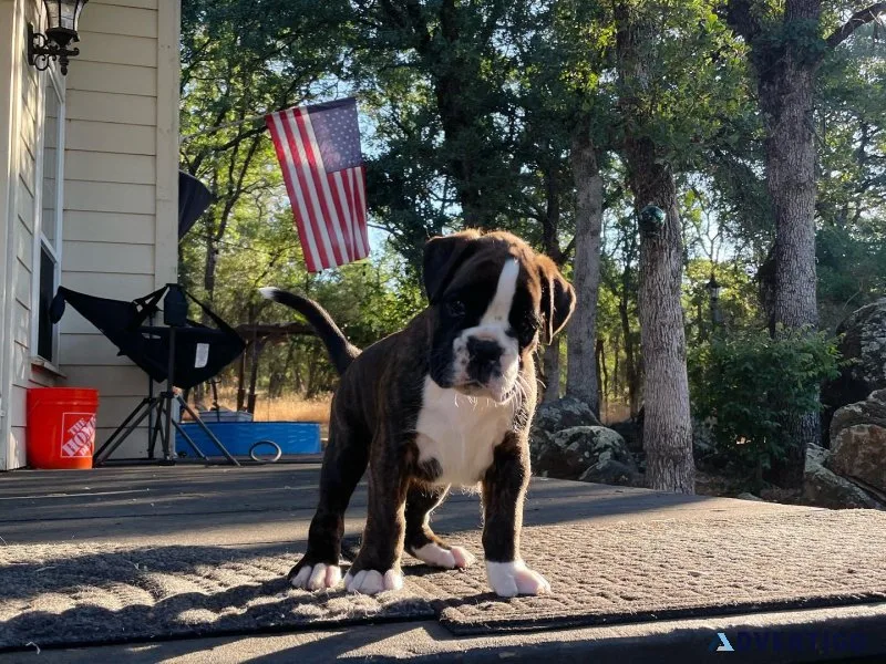 Two friendly boxer puppies available