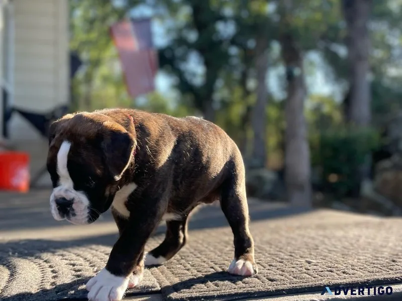 Healthy boxer puppies