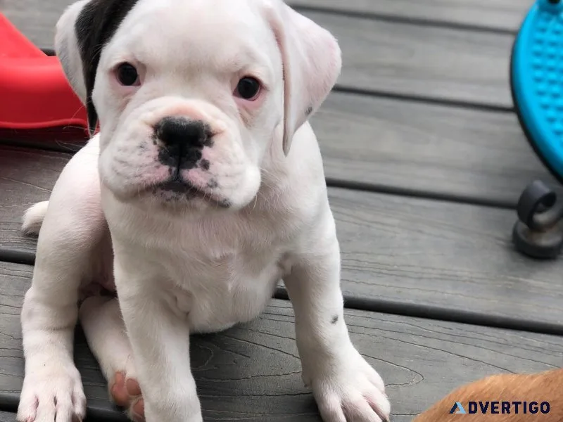Cute boxer puppies
