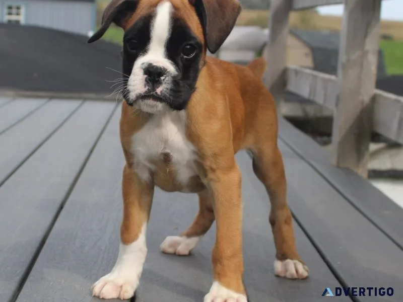 5 beautiful kc registered boxer puppies for sale