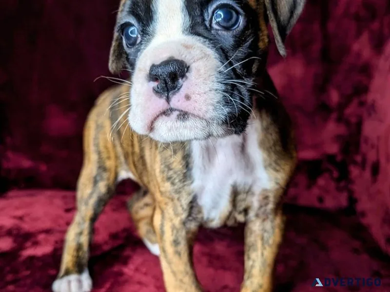 Stunning kc registered boxer girl