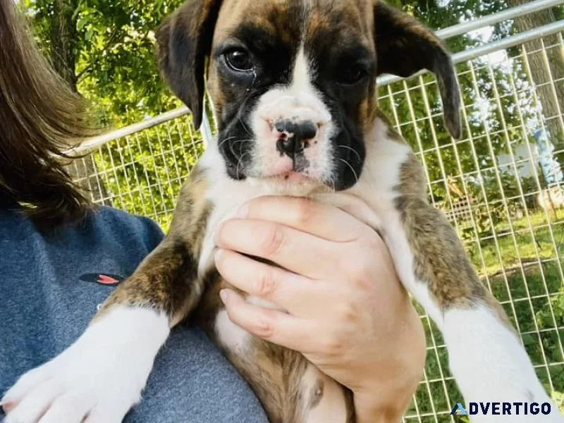 🤩 beautiful kc boxer pups 🤩 ready to go now