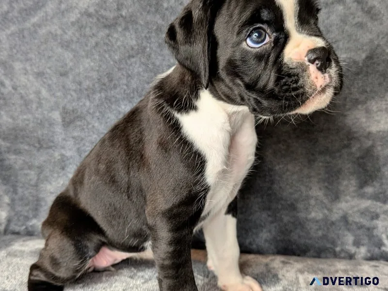 Adorable boxer puppies for x-mass