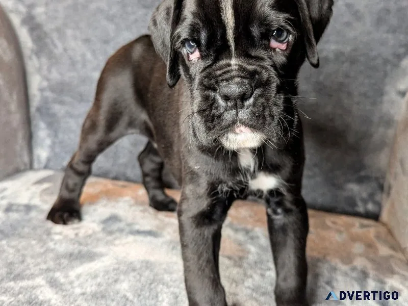 Christmas boxer puppies ready
