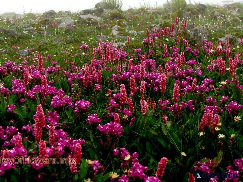 All details of valley of flowers