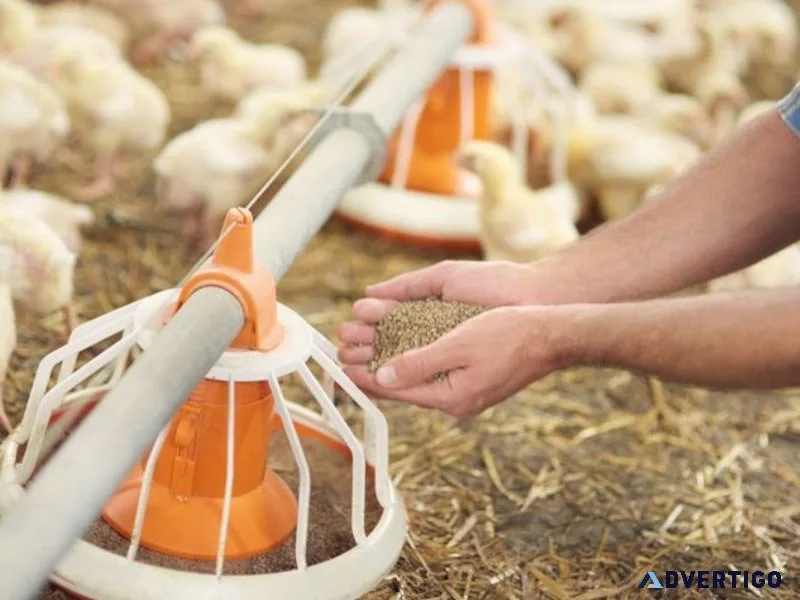 Best poultry farming techniques in nepal
