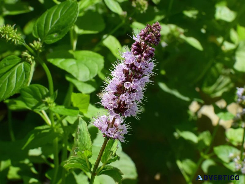 Patchouli oil manufactures and suppliers