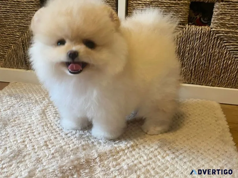 Healthy adorable pomeranian puppies for adoption