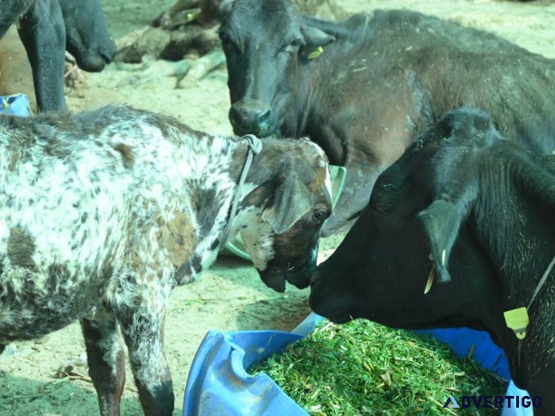 Support cow welfare – make a gaushala donation online today
