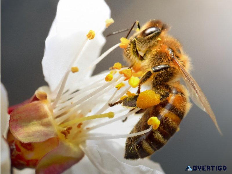 Bee feeder
