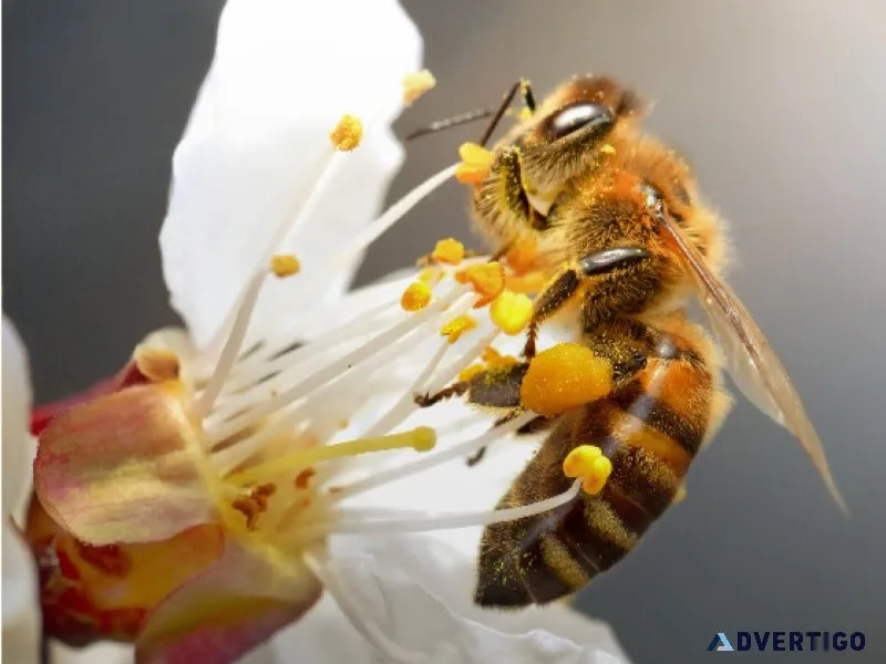 Bee feeder