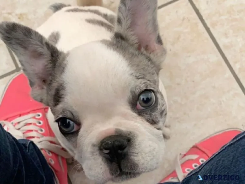 French bulldog puppy