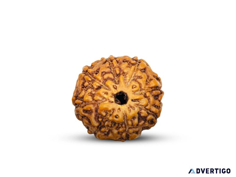 Buy original 8 mukhi rudraksha online | shiv kripa