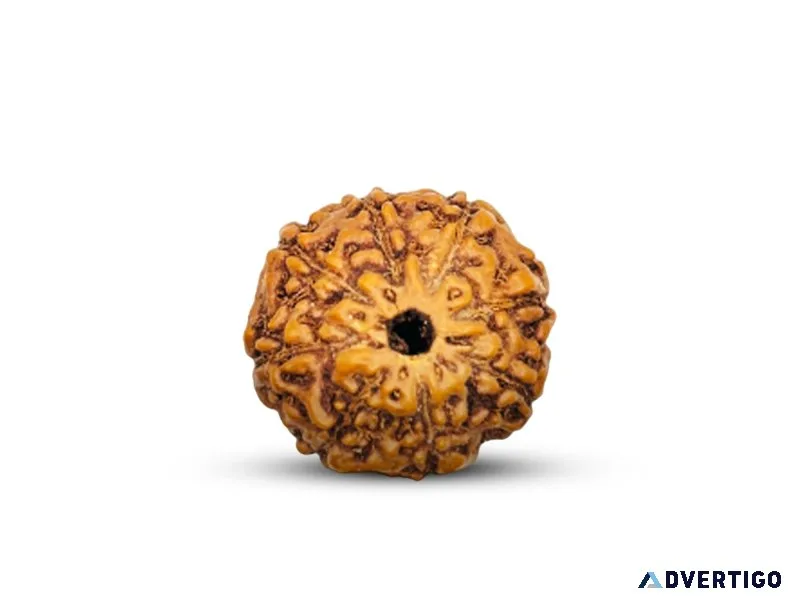 Buy original 8 mukhi rudraksha online | shiv kripa