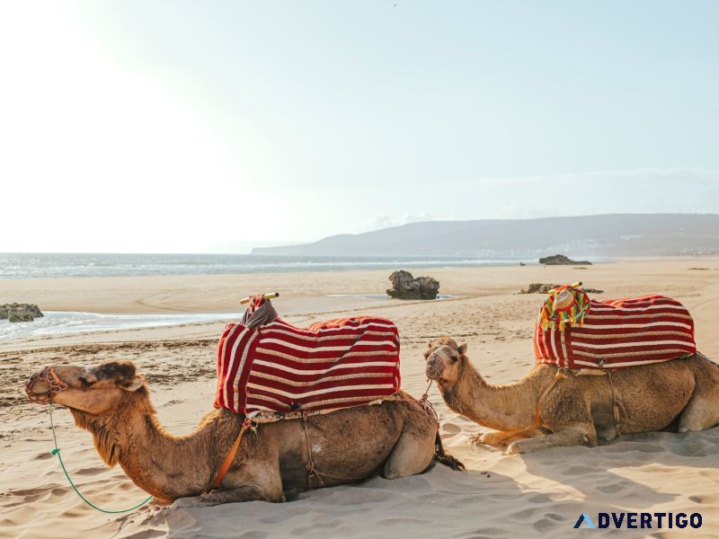 Valeria jardins d’agadir – beachfront bliss